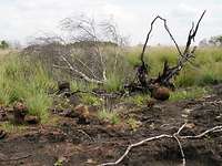 Verbrannte und neue Pflanzen im Meppener Moor Moorlandschaft mit teils verbrannte, teils blühenden Pflanzen und Sträuchern