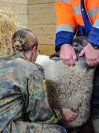 Eine Frau in Uniform kniet vor einem Schaf und hört es an der Brust mit einem Stethoskop ab
