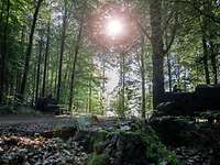 Zwei Fahrzeuge im Wald