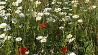 Margeriten und Klatschmohn auf einer blühenden Wiese
