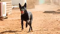 Ein Hund rennt mit einem Ball im Maul durch das Camp Castor