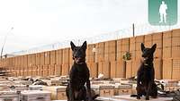 Zwei Hunde sitzen nebeneinander auf Gepäckboxen der in Mali statonierten Soldatinnen und Soldaten