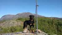 Die Rottweiler-Hündin Lina steht in Lappland