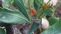 Eine Schnecke klettert langsam einen Spross einer Olivenwurzel hoch