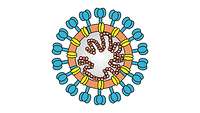 Schematische Darstellung des allgemeinen Aufbaus von Coronaviruspartikeln