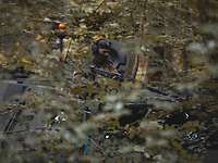 Im Wald steht unter Laub gut versteckt ein Transportpanzer. Ein Soldat schaut aus der Luke.