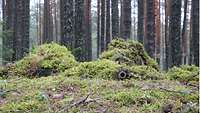 Zwei Soldaten liegen mit Moos getarnt im Wald