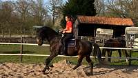 Nicole Nordholz auf ihrem dunkelbraunen Wallach Cognac beim Training draußen auf dem Reitplatz.