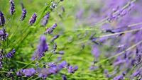 Frühlingsblüten auf der Wiese