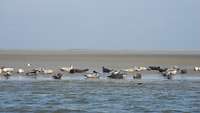 Seehunde auf der Sandbank