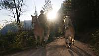 Zwei Soldaten reiten auf Pferden einen Waldweg entlang.