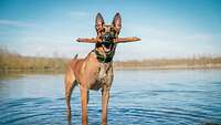 Ein Hund steht in einem See