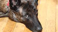 Ein brauner Hund liegt auf dem Parkettboden