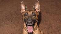 Hund mit ausgestreckter Zunge