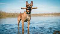 Spürhund Arek beim Baden im See