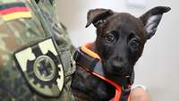 The puppy Aruba being carried by a soldier from BAAINBw A soldier carrying a puppy in his arms