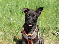 Puppy Aruba sitting in the grass Puppy sitting on grass