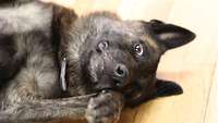 A dog lying on its back looking at the camera