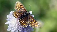 Schmetterling auf einer Blume