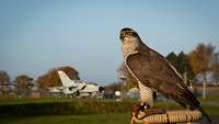 Ein Bussard sitzt im Bildvordergrund. Im Hintergrund ist ein Tornado an der Wache des Fliegerhorsts Schleswig zu sehen.