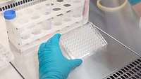 Eine Hand hält eine Pipette während die zweite Hand die Teströhrchen hält um die Substanz aufzunehmen