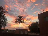 Rosa gefärbte Wolken bei einem Sonnenuntergang hinter Gebäuden und einer Palme in Goodyear.