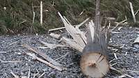 Ein dicker Holzpfahl ist aufgrund der Explosion umgefallen. Sein oberes Ende ist vollkommen zersplittert. 