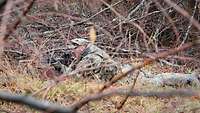 Im Unterholz liegt ein Soldat mit seinem Gewehr im Anschlag.