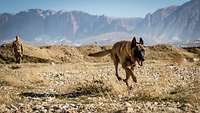 Im Vordergrund läuft ein Hund im Gelände. Im Hintergrund steht ein Soldat