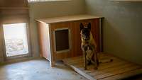 Ein Hund sitzt in einem Raum vor seiner Hundehütte