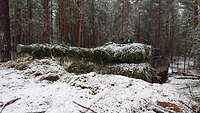 Ein Panzer steht mit Nadelgehölzen getarnt im Schnee am Waldrand