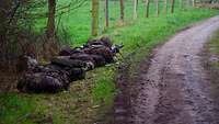 Zwei Soldaten liegen mit ihren Waffen im Anschlag auf einem Wiesenstreifen am Rande eines Fahrweges.