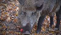 Ein Wildschwein