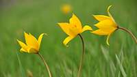 Gelbfarbene Blumen auf einer Wiese
