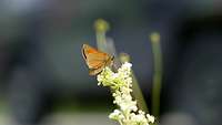 Schmetterling sitzt auf einer Blume.