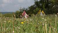 Blick auf die vorausziehenden Flaggen der Pilgergruppe aus einer blühenden Blumenwiese heraus. Im Hintergrund blauer Himmel.