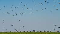 Zahlreiche Fallschirmjäger landen bei blauem Himmel mit ihren Fallschirmen auf einem grünen Feld.