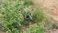 Eine Panzerabwehrrichtmine steht zwischen kleinen Sträuchern auf sandigem Boden