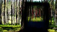 Ein Soldat schaut durch eine Visiereinrichtung in den Wald 