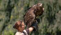 Ein Adler sitzt auf dem Arm seiner Trainerin.