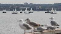 Mehrere Segelboote segeln über das Wasser.