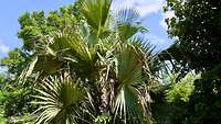 Palmenwald vor blauem Himmel in Mali