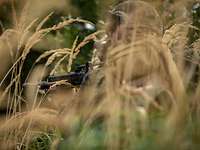 QRF liegt unter feindlichem Beschuss Ein Soldat mit Gewehr G36 liegt in einer hohen Wieso in Deckung.