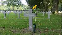 Foto zwischen den Grabreihen. Fokus auf ein einzelnes Kreuz, neben dem Kreuz eine grüne Grabvase mit Sonnenblume.