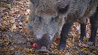 Ein Wildschwein in einem Waldgebiet.