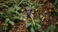 Ein Hund mit Maulkorb und Geschirr hängt an einer Seilrutsche.