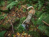 Blick von oben auf einen Hund, der am Waldboden an einem Gegenstand schnüffelt