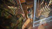 Ein Soldat öffnet die Tür eines Zwingers, in dem ein Hund sitzt