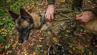 Ein Soldat befestigt ein Geschirr an einem Hund