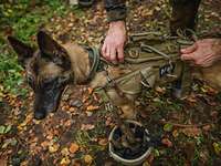 Ein Soldat befestigt ein Geschirr an einem Hund